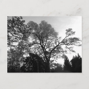 Koel boomfotografie. briefkaart