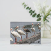 Koel om verschillend briefkaart te zijn (Staand voorkant)