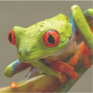 Koel Tropische Kikker Klaar om Foto te verbergen Sticker