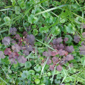 Koelaar/seltzer/Fles/Can/ZAZZLE metropolim Blikjeskoeler