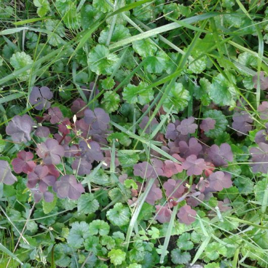 Koelaar/seltzer/Fles/Can/ZAZZLE metropolim Blikjeskoeler