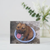 Koelen op een warme dag briefkaart (Staand voorkant)