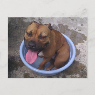 Koelen op een warme dag briefkaart