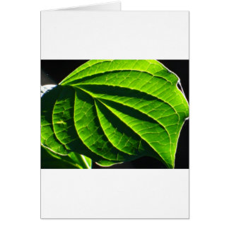 Koelgroen blad