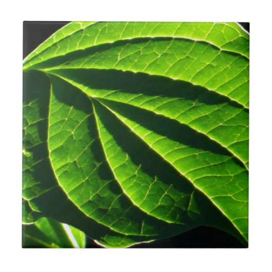 Koelgroen blad tegeltje (Voorkant)
