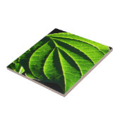 Koelgroen blad tegeltje (Zijkant)