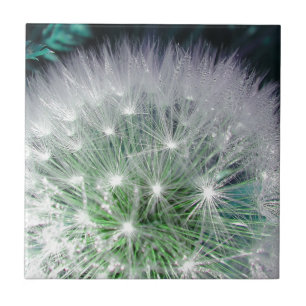 Koelgroene en witte dandelion met waterdruppels tegeltje