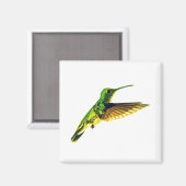 Koelkast magneet met Plain-bellied Emerald (Voorkant / Achterkant)