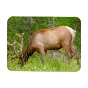 Koelkast magneet Yellowstone Elk