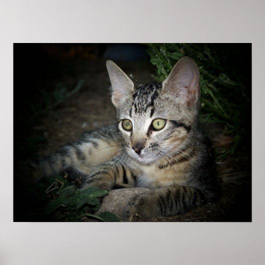 Koelkooi Poster (Voorkant)