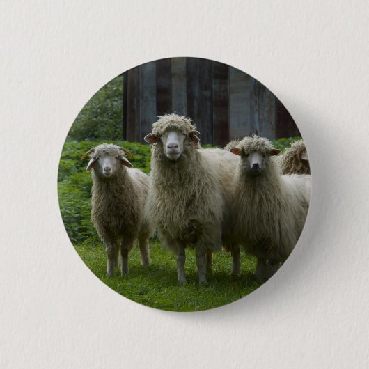Koelkudde van schapen | Farmland Ronde Button 5,7 Cm (Voorkant)