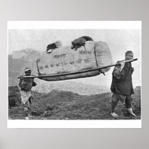Koelvliegen met katoen, 1901 (foto) poster