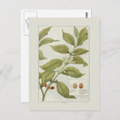 Koffie Briefkaart (Voorkant / Achterkant)