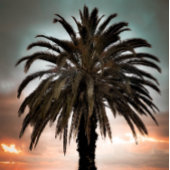 Koffie-Mok Mijn beste levenspalmboom en zonsonderg Mok