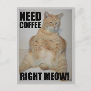 KOFFIE NODIG NU! Manx Kat Zit Grappig Briefkaart