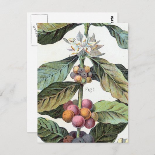 koffieboon artwork briefkaart (Voorkant / Achterkant)