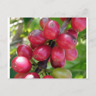 Koffiekersen Briefkaart
