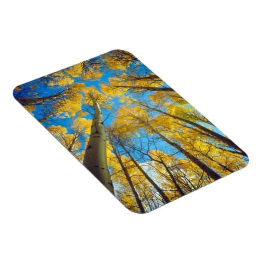 Kogelkleuren van Aspen-bomen 2 Magneet (Rechterzijde)