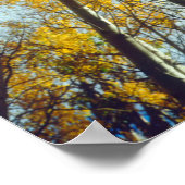 Kogelkleuren van Aspen-bomen 2 Poster (Hoek)