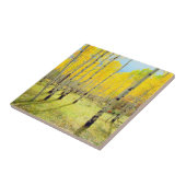 Kogelkleuren van Aspen-bomen 4 Tegeltje (Zijkant)