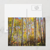 Kogelkleuren van Aspen-bomen 5 Briefkaart (Voorkant / Achterkant)