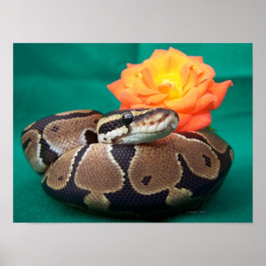 Kogelpython afbeelding met oranje roos groen terug poster (Voorkant)