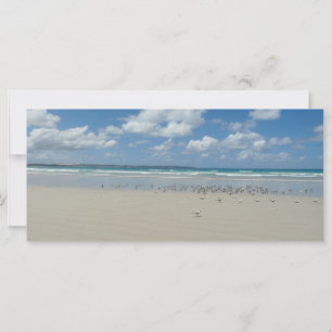 Kogelstrand met zeegarren