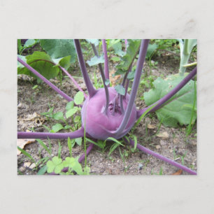 Kohlrabi ~ briefkaart