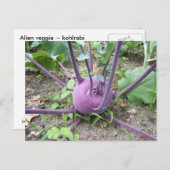 Kohlrabi ~ carte postale (Devant / Derrière)