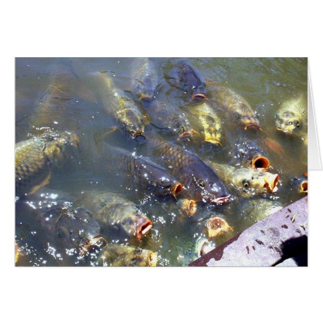 Koi (Devant horizontal)