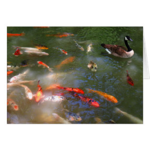 Koi avec des oies du Canada