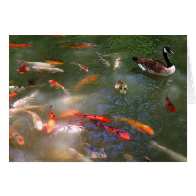 Koi avec des oies du Canada (Devant horizontal)
