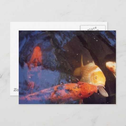 Koi Briefkaart (Voorkant / Achterkant)