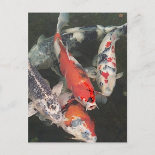 Koi Briefkaart (Voorkant)