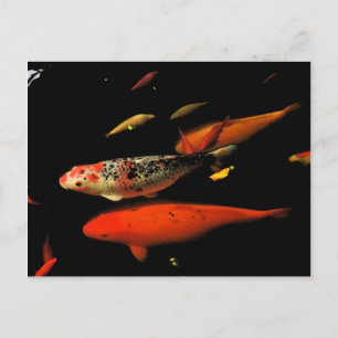Koi Carp Briefkaart