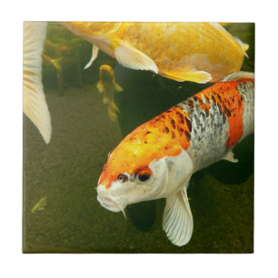 Koi Carp Ceramic Tile Tegeltje