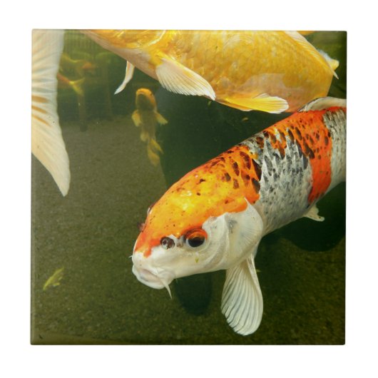 Koi Carp Ceramic Tile Tegeltje (Voorkant)