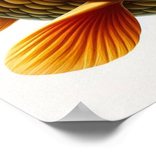 Koi Carp - Impression d'art d'archives (Coin)