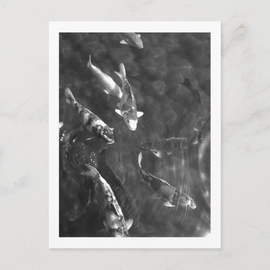 Koi Carp: Japan Briefkaart (Voorkant)