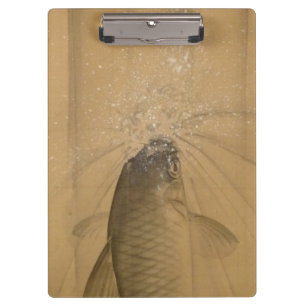 Koi Carp (Onishi Chinnen) Klembord