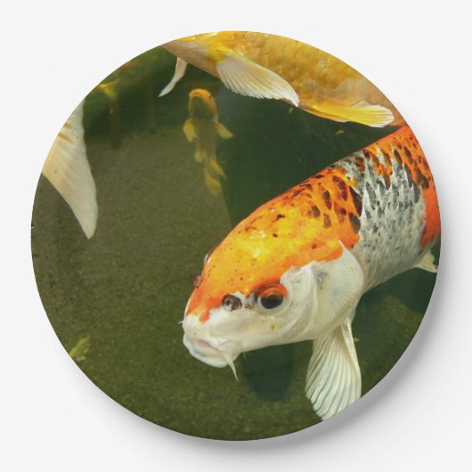 Koi Carp Paper Bord (Voorkant)