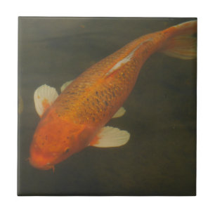 Koi Carp Tile Tegeltje