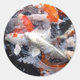 Koi crowd ronde sticker