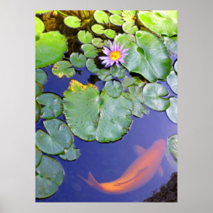 Koi en Water Lily Poster