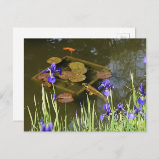 Koi Fish #4 Briefkaart (Voorkant / Achterkant)