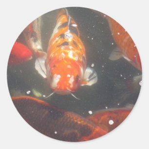 Koi Fish glide in de nog steeds groene wateren Ronde Sticker