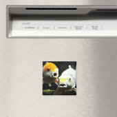 Koi Fotografie Magneet (Insitu (Vaatwasser))