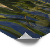 Koi in Shadow Poster (Hoek)