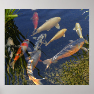 Koi in Shadow Poster
