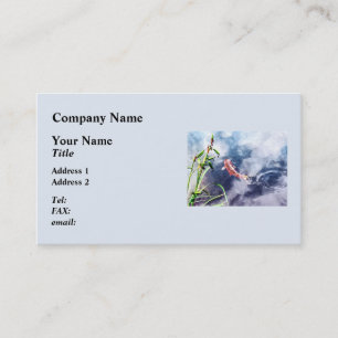 Koi in zwemwater visitekaartje